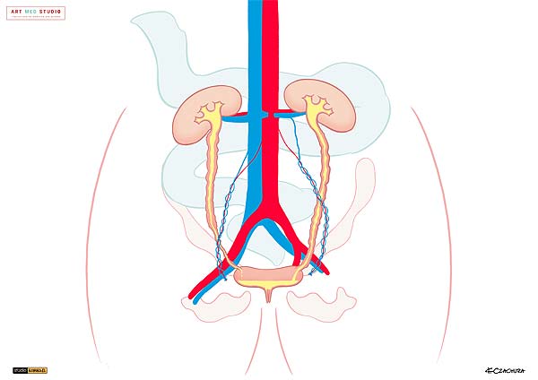 medical illustration designed by artmedstudio.com