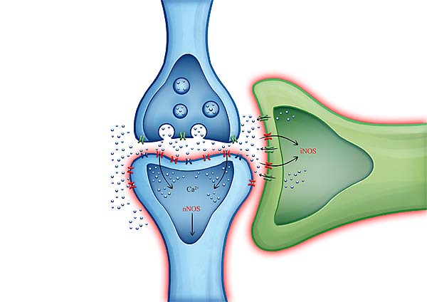 medical illustration designed by artmedstudio.com