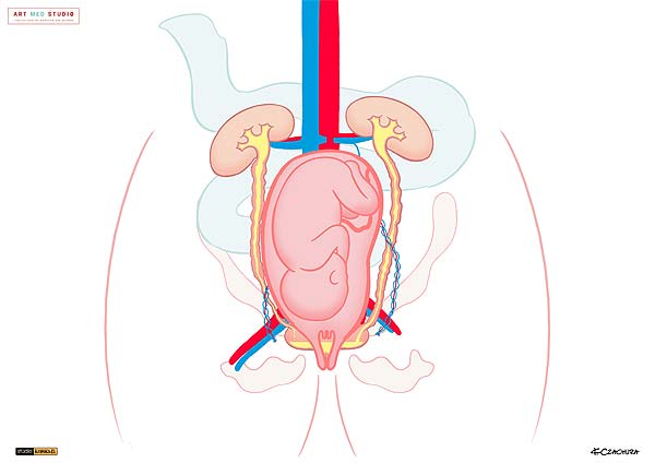 medical illustration designed by artmedstudio.com