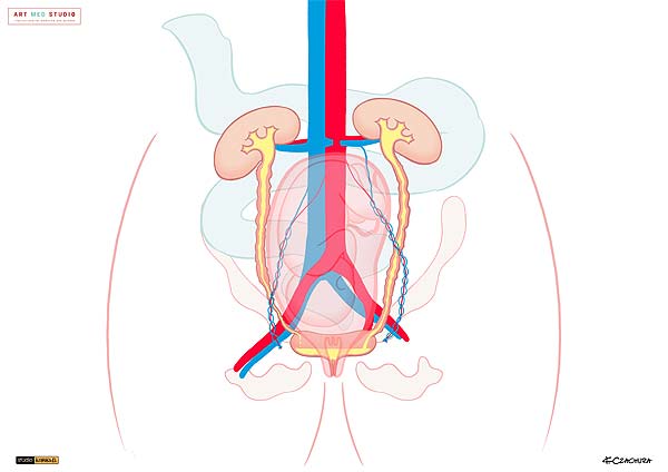 medical illustration designed by artmedstudio.com