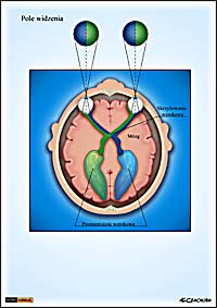 ilustracja medyczna, naukowa, anatomiczna - budowa oka ludzkiego