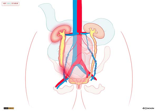 medical illustration designed by artmedstudio.com