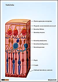 ilustracja medyczna, naukowa, anatomiczna - budowa oka ludzkiego