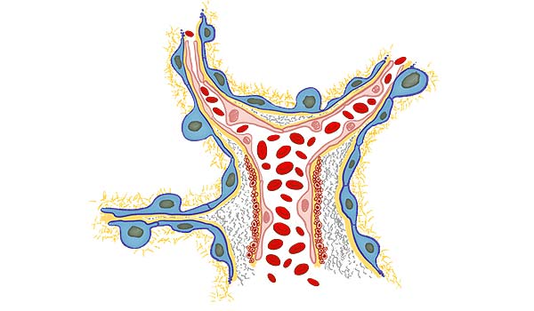 medical illustration designed by artmedstudio.com