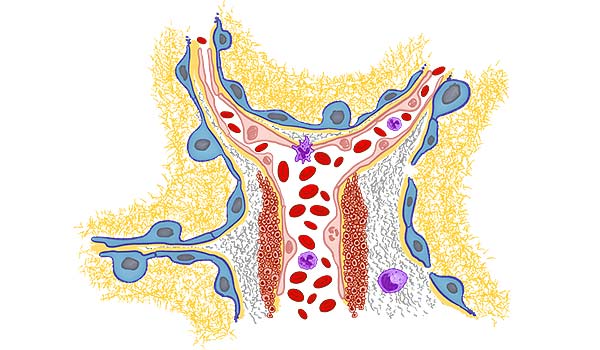 medical illustration designed by artmedstudio.com