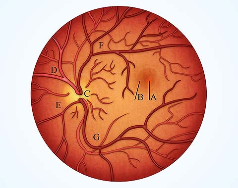 medical illustration designed by artmedstudio.com