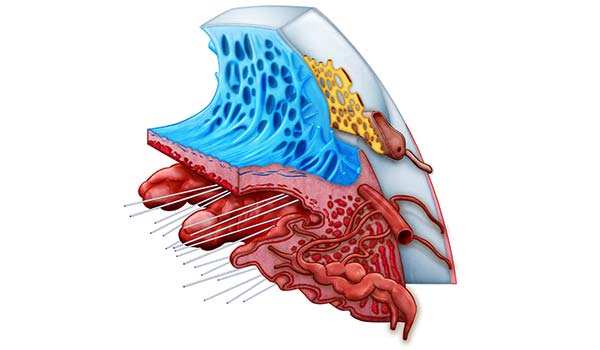 medical illustration designed by artmedstudio.com