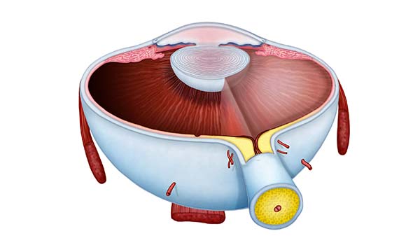 medical illustration designed by artmedstudio.com