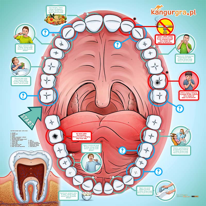 medical illustration designed by artmedstudio.com