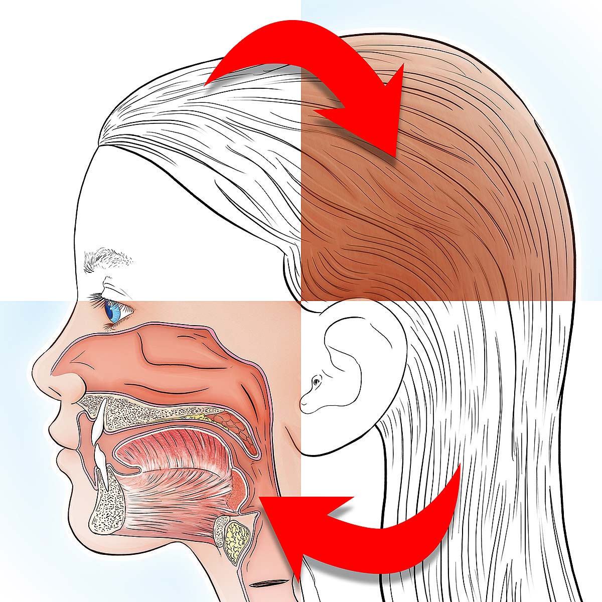 grafika, ilustracja medyczna, naukowa, anatomiczna