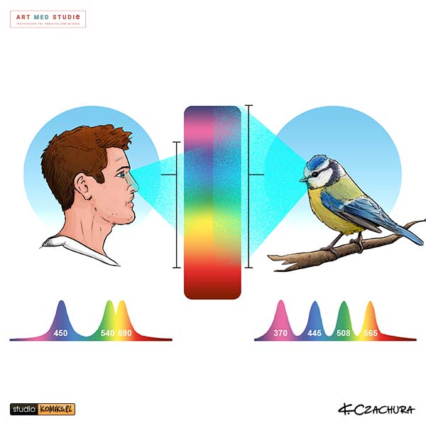 ilustracja o biologii ptaków do książki naukowej