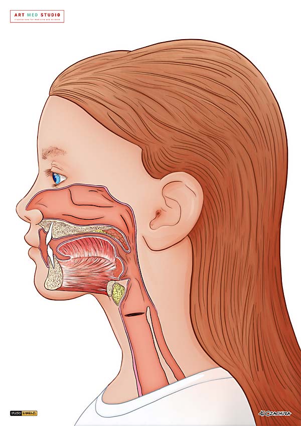 medical illustration designed by artmedstudio.com