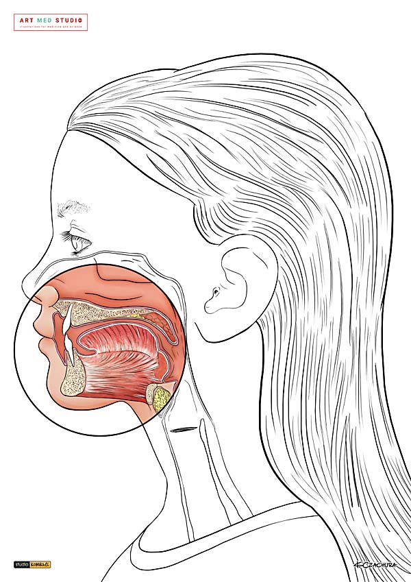 medical illustration designed by artmedstudio.com