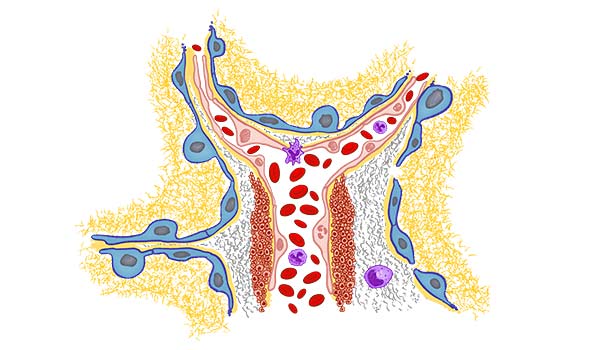 medical illustration designed by artmedstudio.com