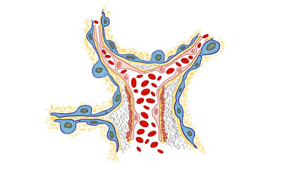 medical illustration designed by artmedstudio.com