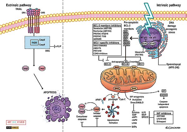 medical illustration designed by artmedstudio.com