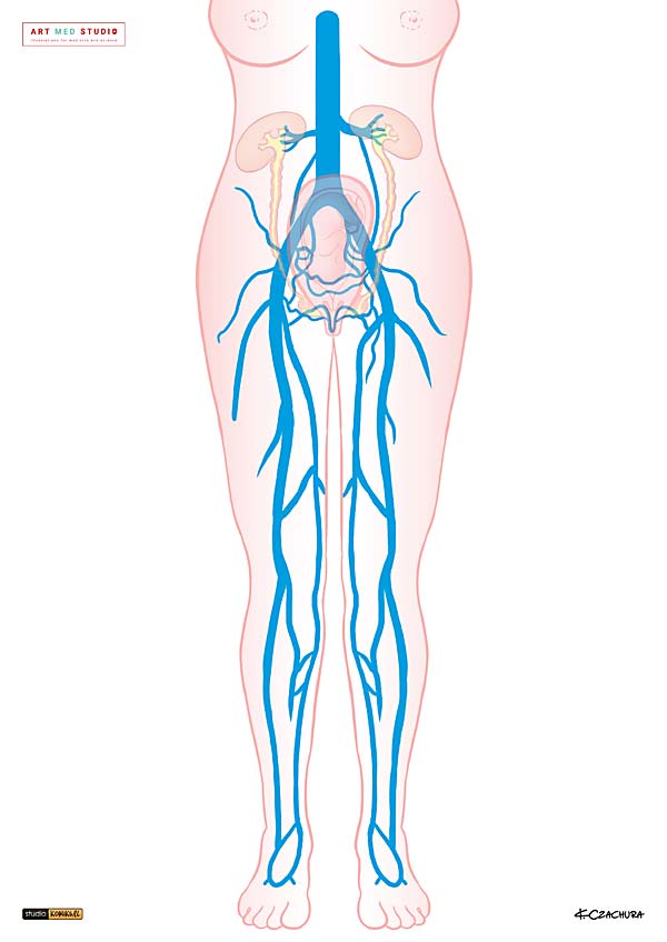 medical illustration designed by artmedstudio.com